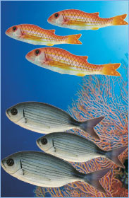 I pesci del mediterraneo in ceramica