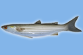 Cefalo