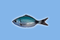 Occhiata