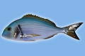Orata