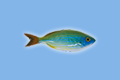 Salpa