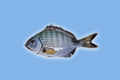 Sarago