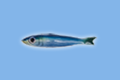 Sardina
