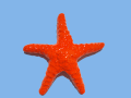 Stella marina Rossa