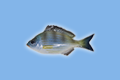 Tanuta